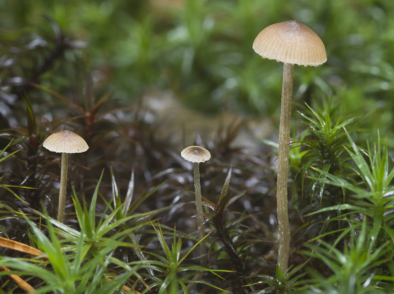 Tephrocybe tylicolor